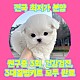 http://ssagae.dothome.co.kr/data/file/b0103/thumb-3739936228_9cMUjbu6_3cd89620923b81066cf78189ef016ab4eb5fca3c_80x80.jpg