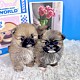 http://ssagae.dothome.co.kr/data/file/b0103/thumb-3739936228_VvNqHsJj_372d120391bc5d1d335f8613d0c4216e7a133d16_80x80.jpg