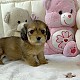 http://ssagae.dothome.co.kr/data/file/b0106/thumb-3547499953_yrWl9gxS_afadd17b79de85208676a467abac24bfc1a31cb0_80x80.jpg
